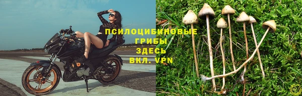 PSILOCYBIN Богородицк